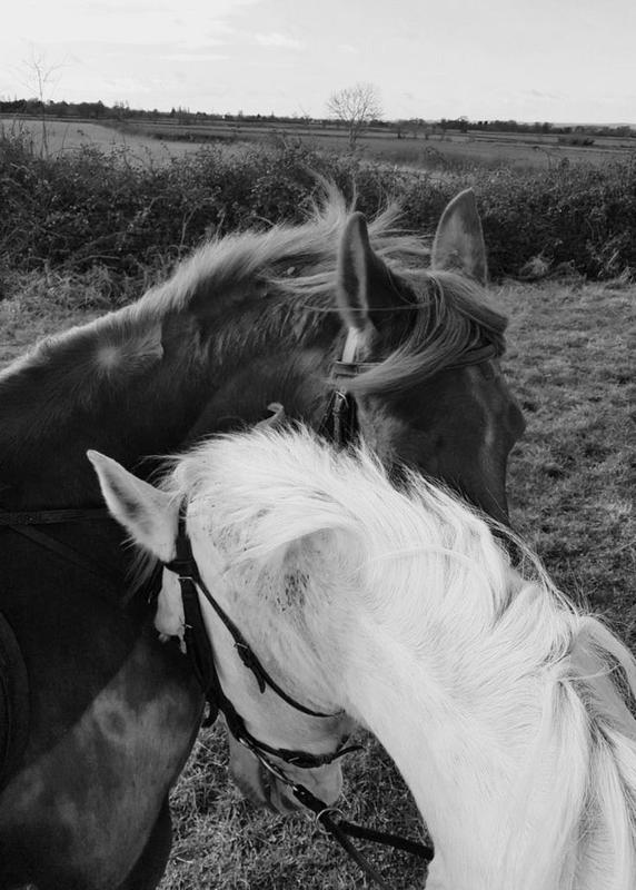 دراسات جدوى 